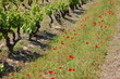 vignes au printemps