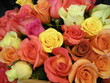 one rose many roses