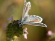 papillon sur des fleurs de thym