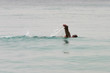 swimmer