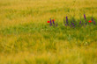 colorful field