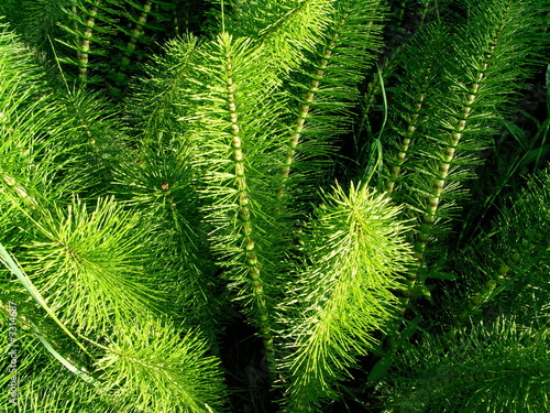 horsetail horsetail