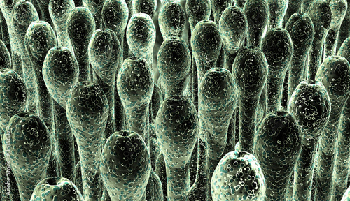 Photo: spores spores