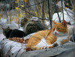 autumn melancholy autumn melancholy