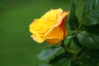 gelbe rose