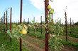 pear trees