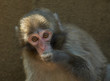 cute baby monkey cute baby monkey