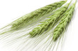 green wheat ears isolated on white
