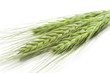 green wheat ears isolated on white