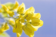 yellow acacia flower on blue sky
