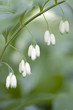 lily of the valley