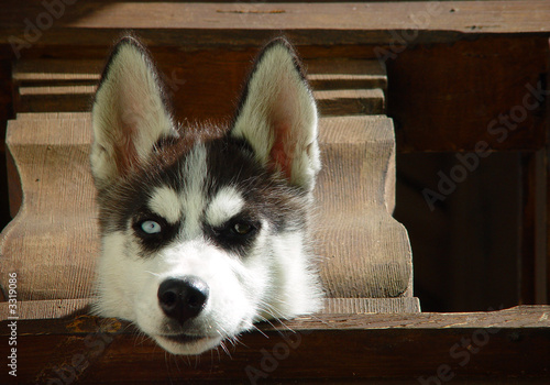 Photo: husky husky