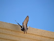 swooping in: preparing to land