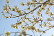 apple blossom