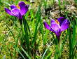 two crocus