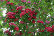 hawthorn