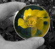 alive lens