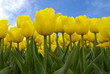 yellow tulips