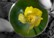 colouring magnifier
