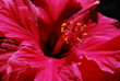 hibiskusblütengriffel ii