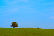 lonelytree