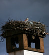 stork on the nest