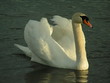 Schwan