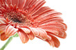 Photo: red gerbera flower with bubbles closup red gerbera flower with bubbles closup
