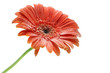Photo: red gerbera flower with bubbles closup red gerbera flower with bubbles closup