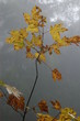 Herbstlaub