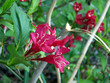 weigela