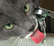 cat drinking water from faucet