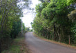 estrada de macacos