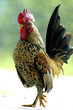 The cock xi The cock xi