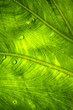Natural pattern