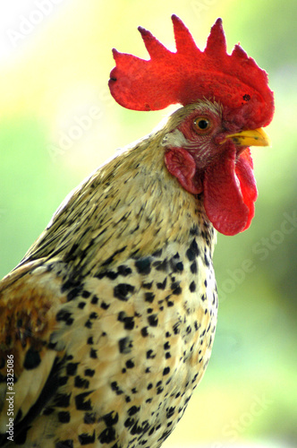 The cock xii