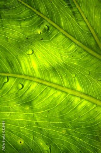 Natural pattern