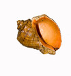 big seashell mussel isolated on white