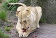 lion feeding