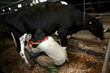 manual milking cows
