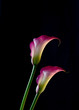 zwei violette calla lilien
