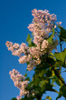 blooming purple lilac