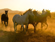 horses at dusk horses at dusk