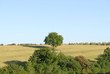 albero toscana
