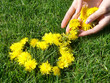 Heart on green grass made from dandelions Heart on green grass made from dandelions