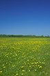 rural landscape - sky and field