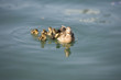 entenfamilie