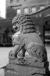 chinese lion