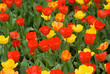 tulips fiels