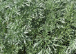 texture herb(textural background)